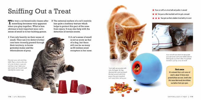 how smart is your cat