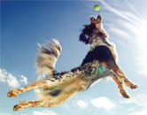 how smart is your dog