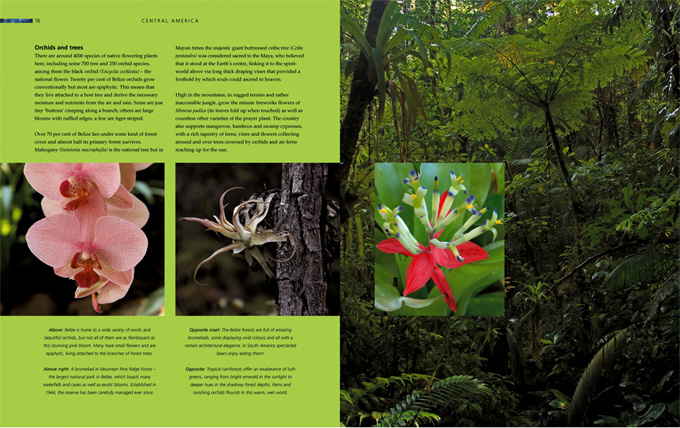 rainforest