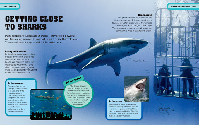 sharks