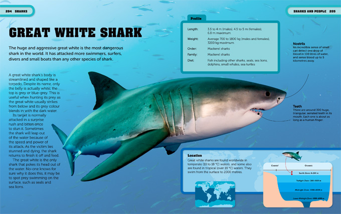 sharks